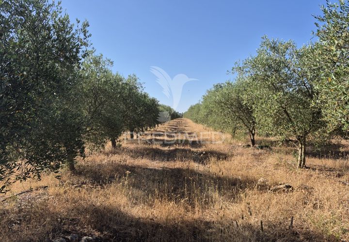 Helårsgrund i Borba, Evora, Borba - € 360.000 | Ref: 053901 - foto 1