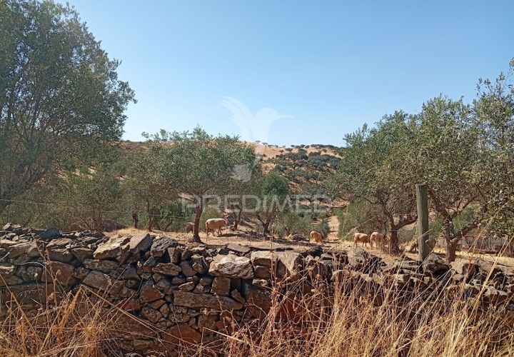 Terra a Vila Vicosa, Evora, Vila Vicosa - € 16.000 | Ref: 055451 - foto 1