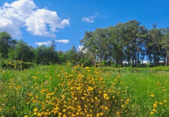 Terra a Penafiel, Porto, Penafiel - € 105.000 | Ref: 863487 - foto 1