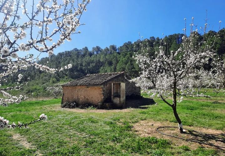 Finca i Ginestar, Tarragona, Ginestar - € 40.000 | Ref: 1015 Riscasa - foto 1