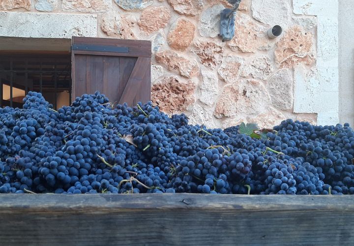 Erhvervsejendom i Binissalem, Mallorca, Binissalem - € 2.350.000 | Ref: 993 - foto 1
