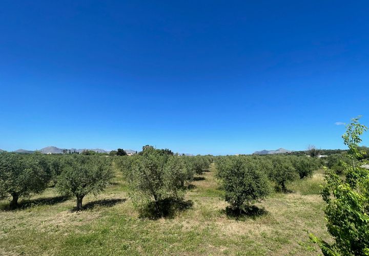 Terra a Alcudia, Mallorca, Alcudia - € 950.000 | Ref: 79202 - foto 1