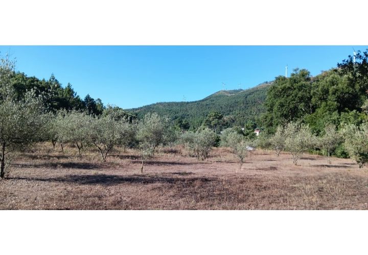 Terra a Macao, Santarem, Macao - € 65.000 | Ref: SÒL_297 - foto 1