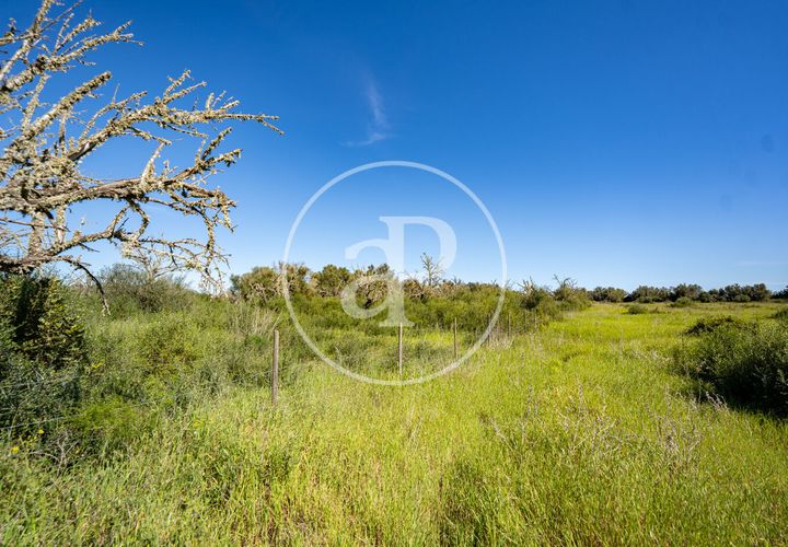 Terra a Binissalem, Mallorca, Binissalem - € 280.000 | Ref: VPM2604009 - foto 1