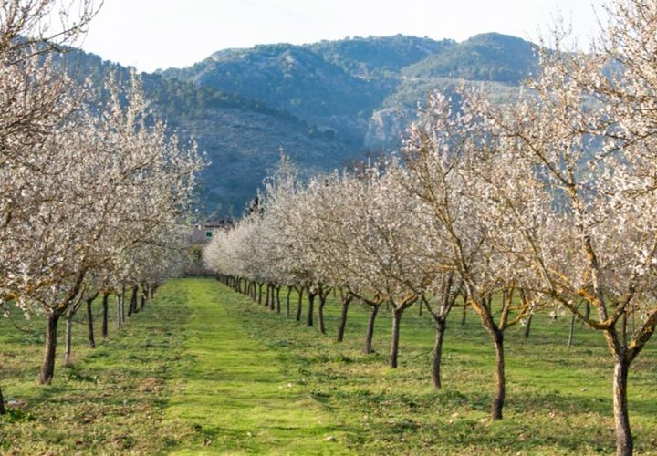 Terra a Inca, Mallorca, Inca - € 690.000 | Ref: 6845 - foto 1