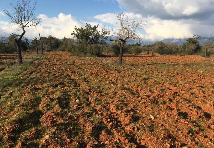 Terra a Es Garrovers, Mallorca, Es Garrovers - € 980.000 | Ref: 6793 - foto 1