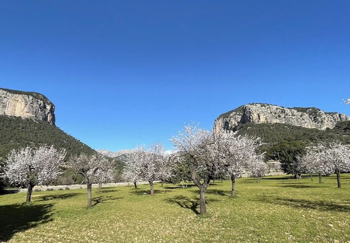 Terra a Alaro, Mallorca, Alaro - € 650.000 | Ref: 6939 - foto 1