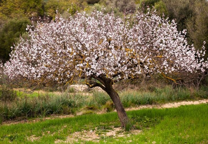 Terra a Campos, Mallorca, Campos - € 260.000 | Ref: 5431 - foto 1