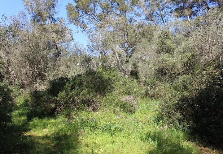 Terra a Cala Murada, Mallorca, Cala Murada - € 250.000 | Ref: PM07382 - foto 1