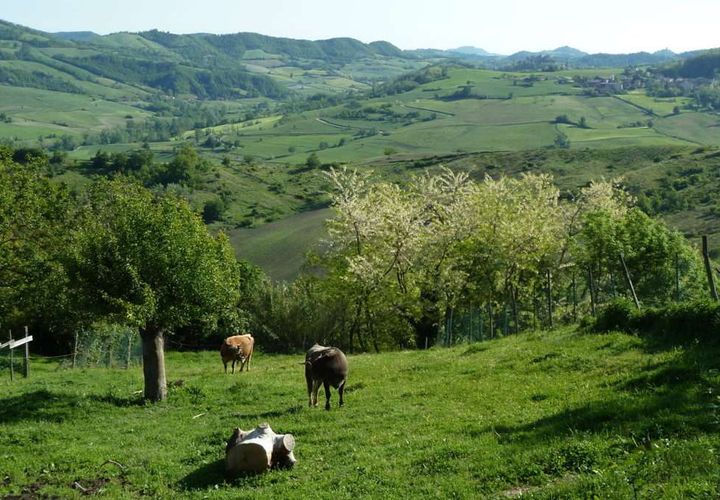 Landejendom i Godiasco, Pavia, Godiasco - € 470.000 | Ref: 1912073-1058885 - foto 1