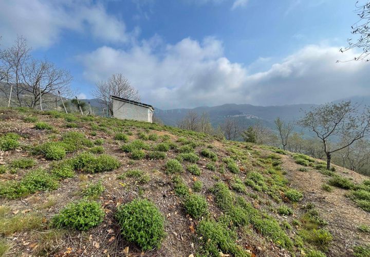 Terra a Caravonica, Imperia, Caravonica - € 60.000 | Ref: 1036 - foto 1