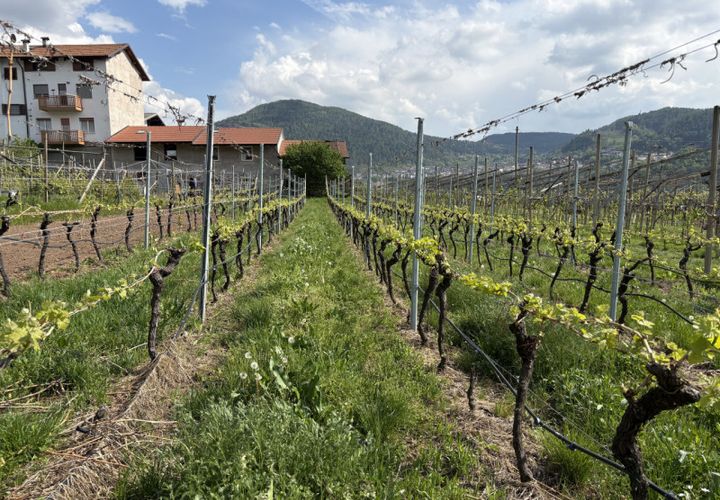 Terra a Cembra Lisignago, Trento, Cembra Lisignago - € 90.000 | Ref: TL01174 - foto 1