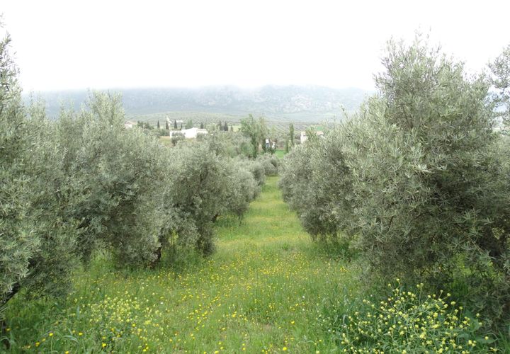 Helårsgrund i Antequera, Malaga, Antequera - € 29.000 | Ref: EXP14169/8930 - foto 1