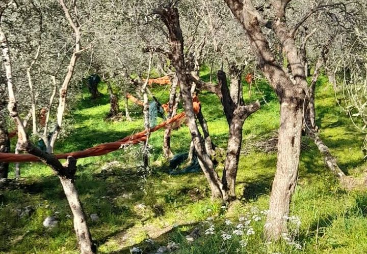 Tomt i Pietrasanta, Lucca, Pietrasanta - € 120 000 | Ref: 2026lu031 - foto 1
