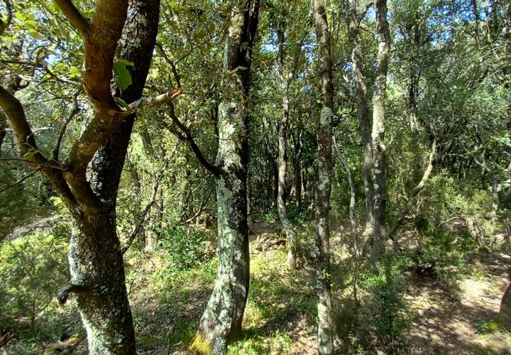 Terra a Vieussan, Herault, Vieussan - € 20.000 | Ref: 36180 - foto 1