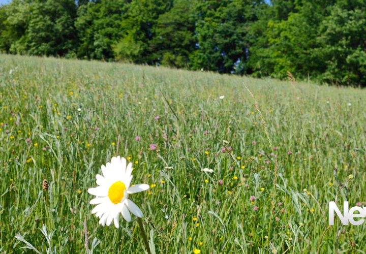 Terra a Tulle, Correze, Tulle - € 86.000 | Ref: PM-5401 - foto 1
