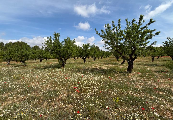 Helårsgrund i Requena, Valencia, Requena - € 89.900 | Ref: EXP14293/8930 - foto 1