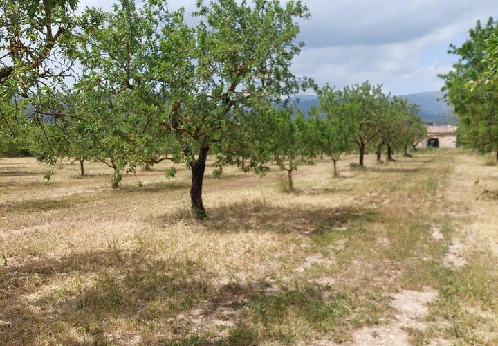 Helårsgrund i Inca, Mallorca, Inca - € 95.000 | Ref: 33000002_GC/11003 - foto 1