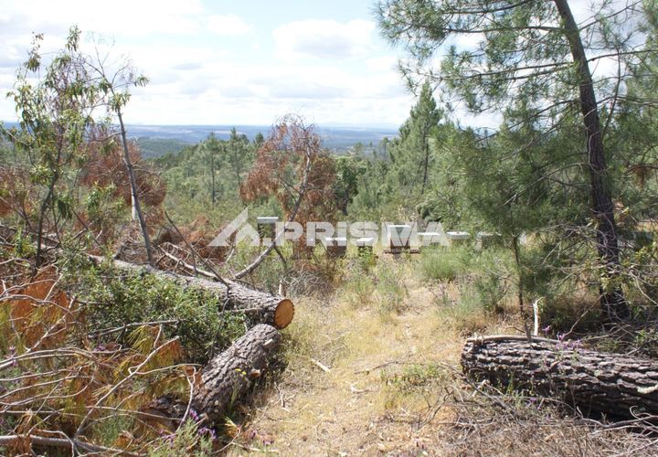 Helårsgrund i Castelo Branco, Castelo Branco, Castelo Branco - € 33.000 | Ref: PP4731 - foto 1
