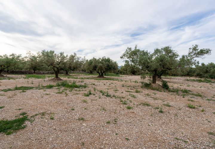 Finca i Ulldecona, Tarragona, Ulldecona - € 16.500 | Ref: 366 - foto 1