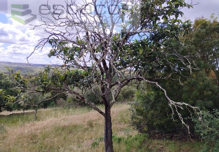 Helårsgrund i Perais, Castelo Branco, Perais - € 13.000 | Ref: 5040/(4)EM_RR - foto 1