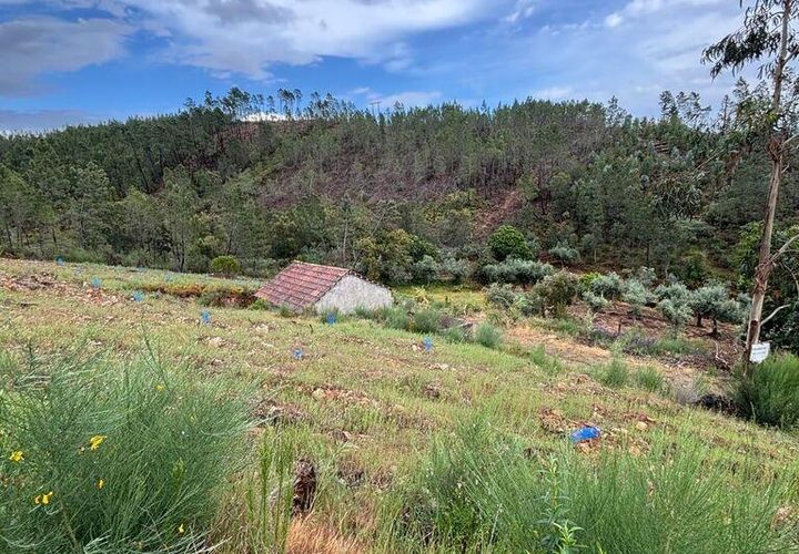 Farm i Castelo Branco, Castelo Branco, Castelo Branco - € 17.000 | Ref: 918005 - foto 1