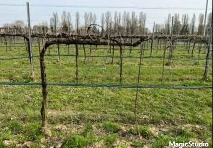 Terra a Silea, Treviso, Silea - € 500.000 | Ref: A.A. 86-25 - foto 1