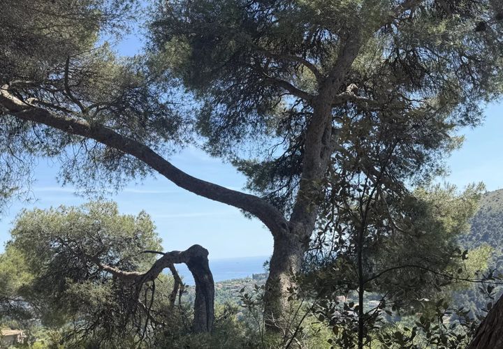 Terra a Falicon, Alpes-Maritimes, Falicon - € 630.000 | Ref: 87019825 - foto 1