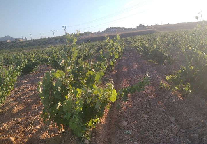 Terra a Pinoso, Alicante, Pinoso - € 125.000 | Ref: V0046-22 - foto 1