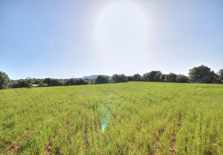 Terra a Santanyi, Mallorca, Santanyi - € 350.000 | Ref: 6060 - foto 1