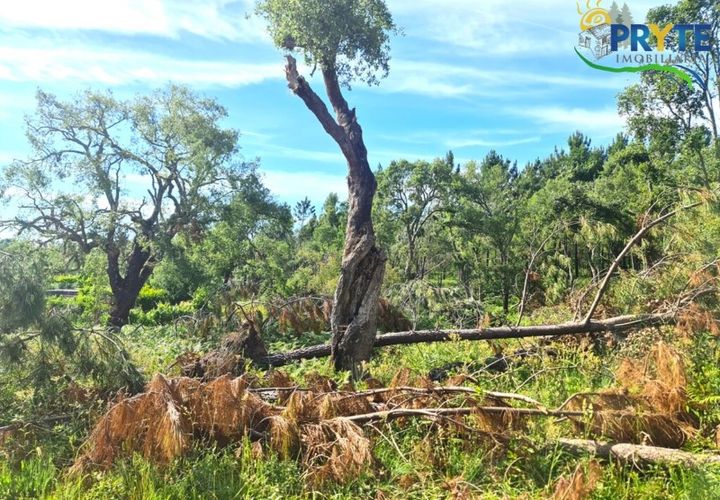 Farm i Serta, Castelo Branco, Serta - € 21.500 | Ref: AS159 - foto 1