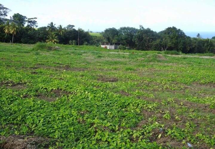 Terra a Basse-Pointe, Martinique, Basse-Pointe - € 76.000 | Ref: 1841-3 - foto 1