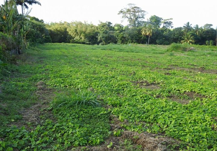 Terra a Basse-Pointe, Martinique, Basse-Pointe - € 80.000 | Ref: 1841-2 - foto 1