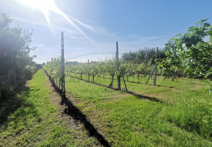 Helårsgrund i Capua, Caserta, Capua - € 39.000 | Ref: 39TERRENO - foto 1