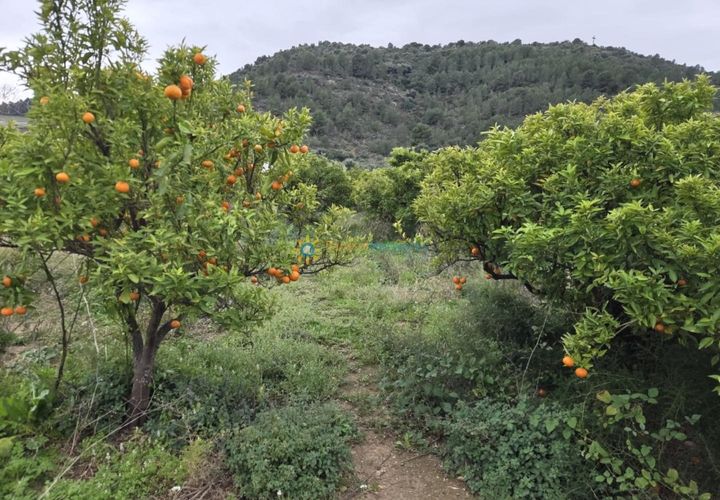 Helårsgrund i Rafelcofer, Valencia, Rafelcofer - € 14.500 | Ref: PNPT290 - foto 1