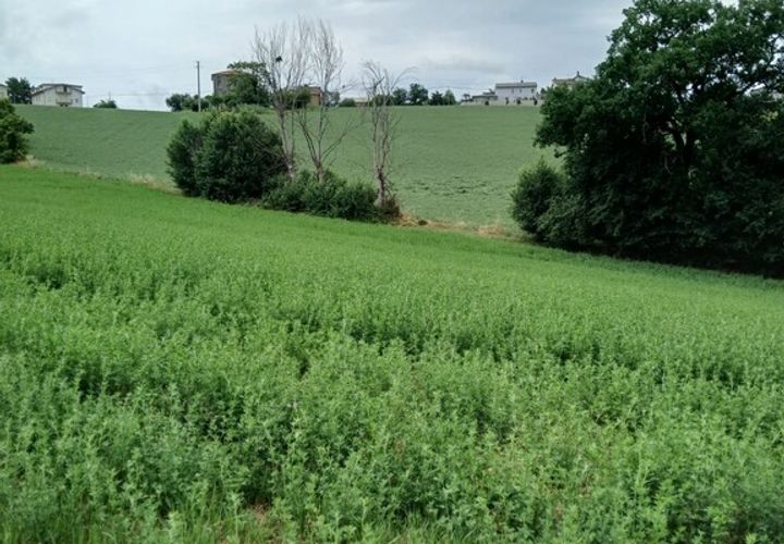Tomt i Monte San Giusto, Macerata, Monte San Giusto - € 98 000 | Ref: MC3-55786 - foto 1