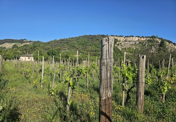 Helårsgrund i Cornas, Ardeche, Cornas - € 131.000 | Ref: laura11_06CornasTerrain - foto 1