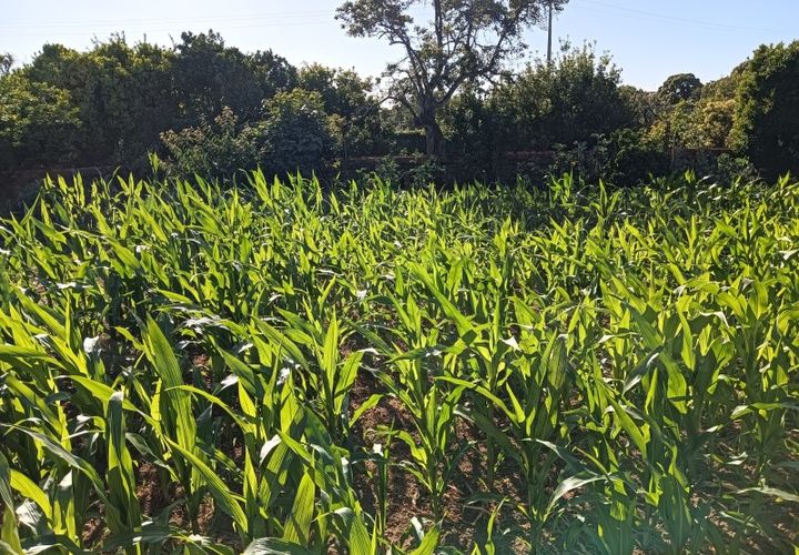Helårsgrund i Oia, Aveiro, Oia - € 35.000 | Ref: AV26/072 - foto 1