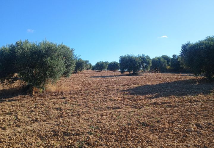 Terra a Niebla, Huelva, Niebla - € 77.730 | Ref: 14287-MLZ/2912 - foto 1