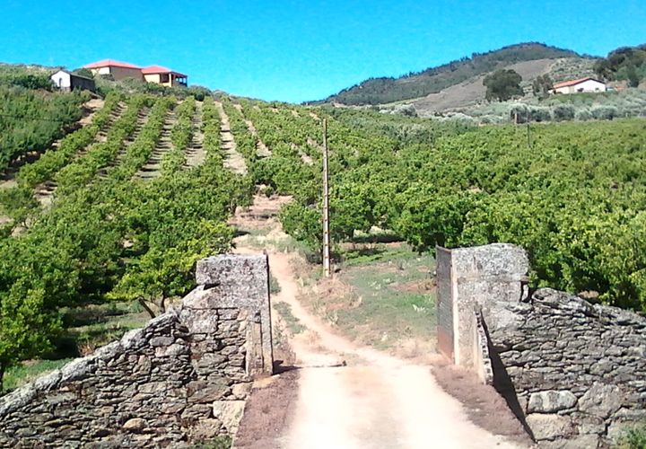 Villa en Vila Flor, Braganca, Vila Flor - € 1.250.000 | Ref: L-11/132 - photo 1