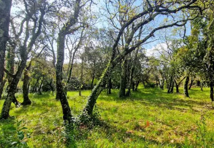 Terra a Saint-Siffret, Gard, Saint-Siffret - € 185.000 | Ref: 436239CDL - foto 1
