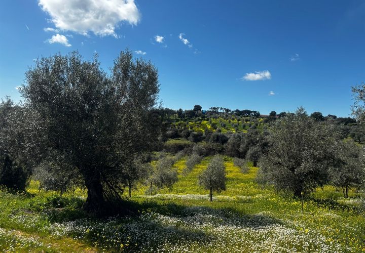 Helårsgrund i Portel, Evora, Portel - € 92.500 | Ref: 531521010 - foto 1