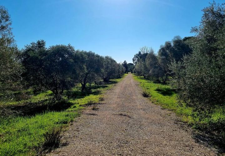 Helårsgrund i Ceyras, Herault, Ceyras - € 89.000 | Ref: 34B-L_OLIVERAIE - foto 1
