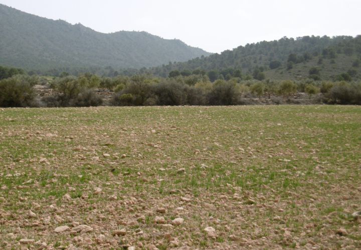 Terra em Yecla, Murcia, Yecla - € 13.000 | Ref: 41090-PB - foto 1