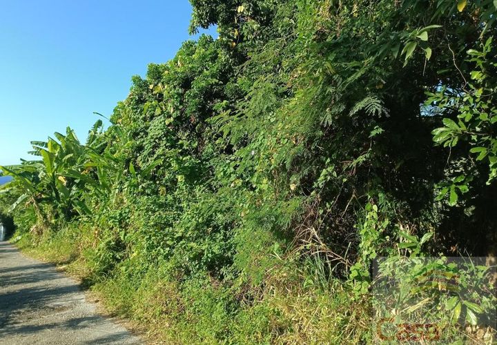 Terra a Sainte-Rose, La Reunion, Sainte-Rose - € 99.000 | Ref: 6900410353 - foto 1