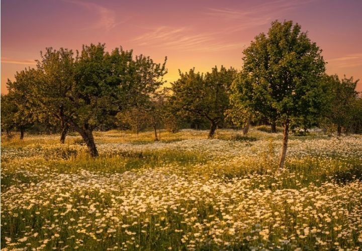 Terreno en Campos, Mallorca, Campos - € 345.000 | Ref: 7909 - photo 1