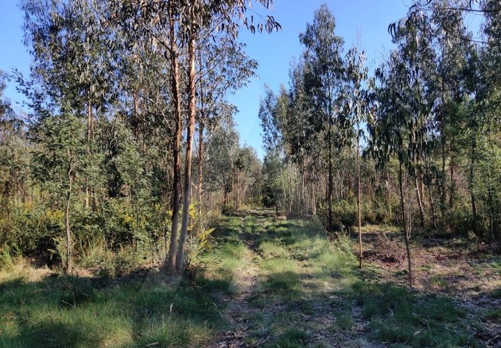 Terreno en Alquerubim, Aveiro, Alquerubim - € 280.000 | Ref: 1010802/20 GL - photo 1
