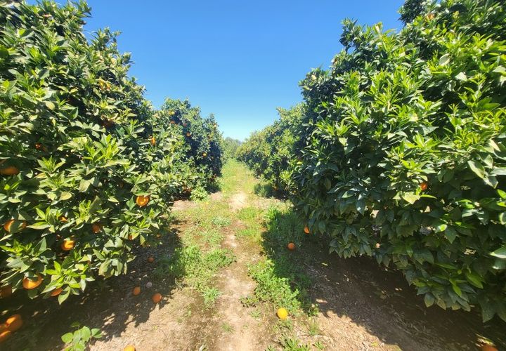 Villa a Vidigueira, Beja, Vidigueira - € 240.000 | Ref: JG1951 - foto 1