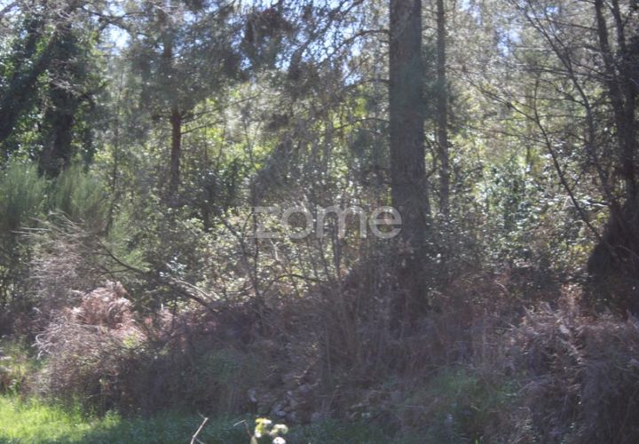 Terra a Moimenta da Beira, Viseu, Moimenta da Beira - € 25.000 | Ref: ZMPT577123 - foto 1