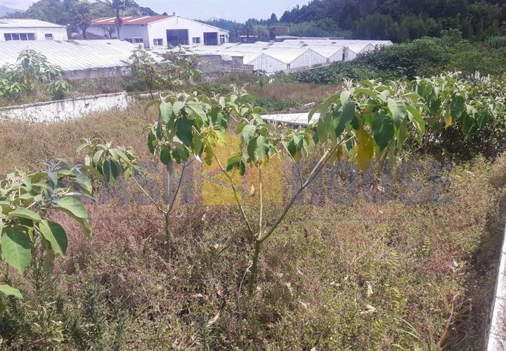 Helårsgrund i Sao Roque, Madeira, Sao Roque - € 300.000 | Ref: MPDL5041 - foto 1